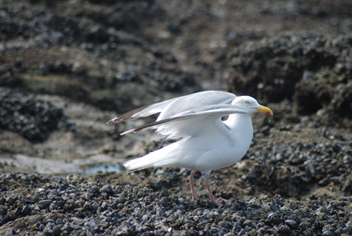 leoanimaux-goelargente_2213.jpg