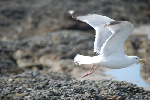 leoanimaux-goelargente_2215.jpg