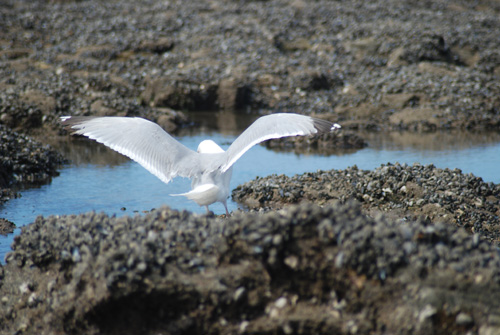 leoanimaux-goelargente_2218.jpg