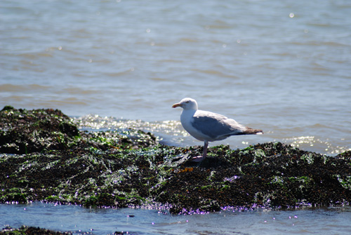 leoanimaux-goelargente_2420.jpg