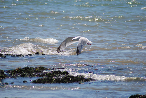 leoanimaux-goelargente_2430.jpg