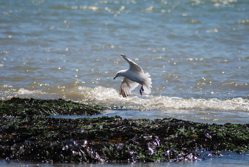 leoanimaux-goelargente_2432.jpg