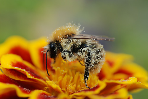 micro21088_2644.jpg