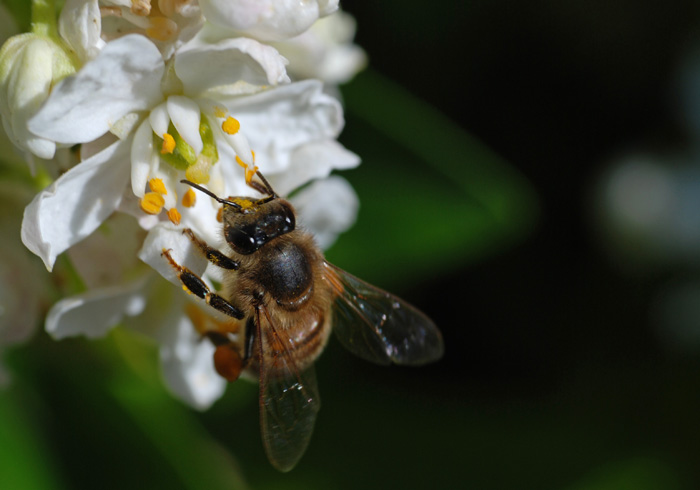 microabeille-0412-011.jpg