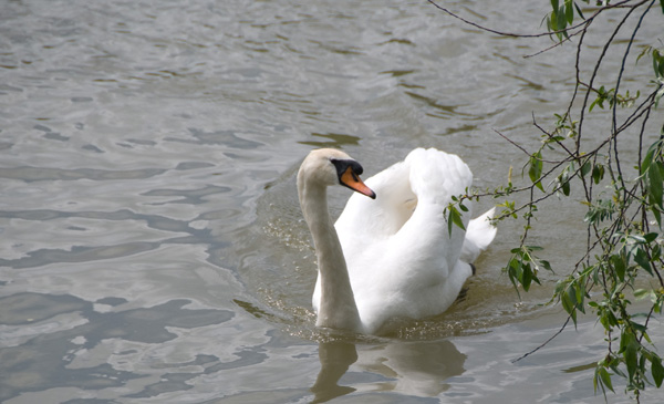 oiscygne-002.jpg