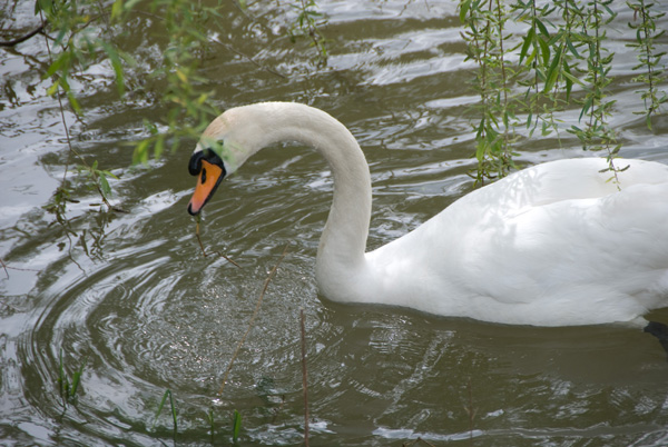 oiscygne-005.jpg