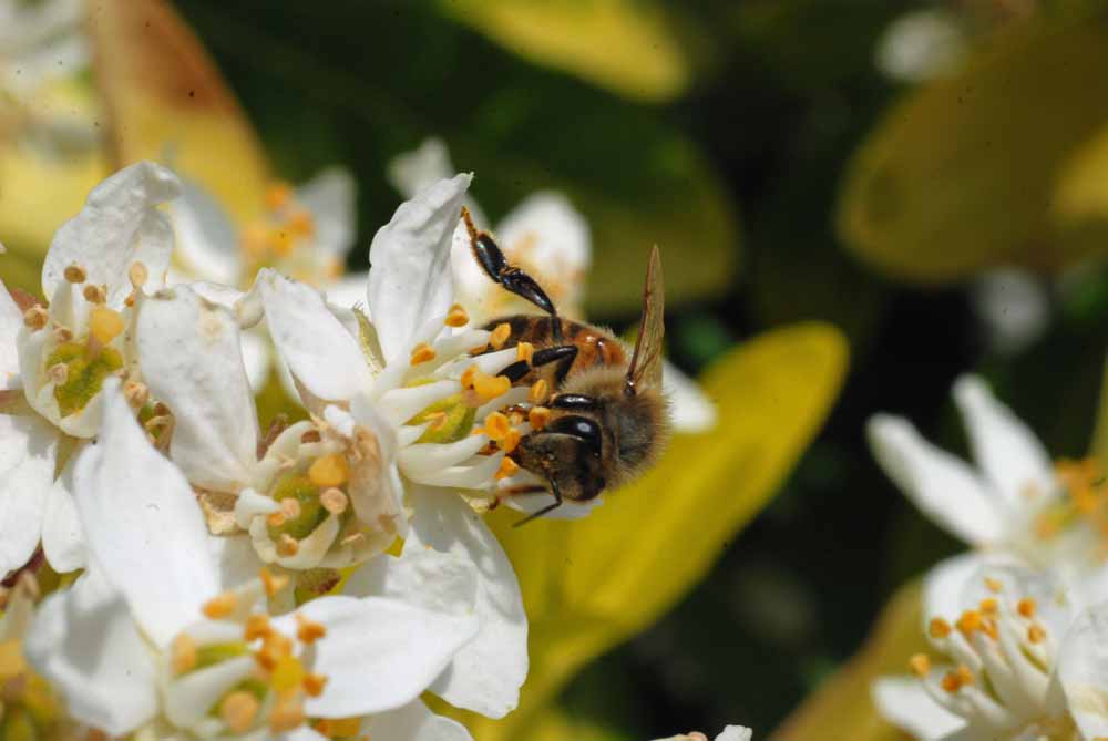 papillonabeille-008.jpg