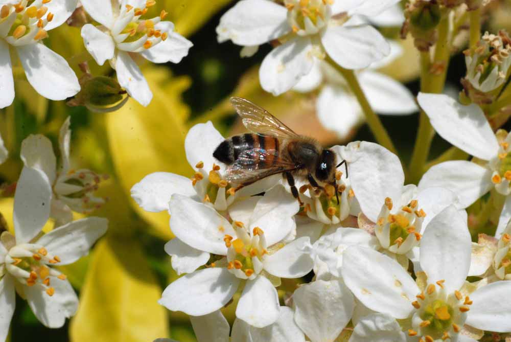 papillonabeille-012.jpg