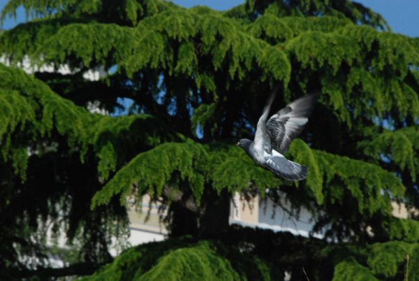 pigeonvol-007.jpg