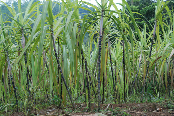 vietpayn-536.jpg