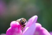 insecte071701-004.jpg