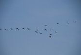 insooiseau-012.jpg