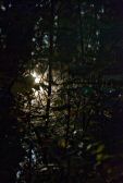 insoth-aut11-033.jpg