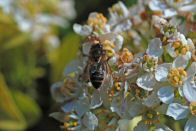 microabeille-04112-003.jpg