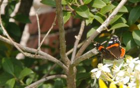 papillonabeille-004.jpg