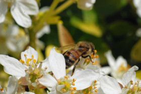 papillonabeille-007.jpg