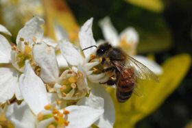 papillonabeille-009.jpg