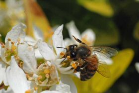 papillonabeille-010.jpg