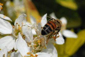 papillonabeille-011.jpg