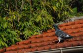 pigeonvol-006.jpg